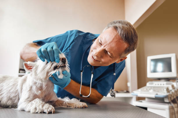 Best Emergency Dentist for Lost Fillings or Crowns in Litchfield Beach, SC